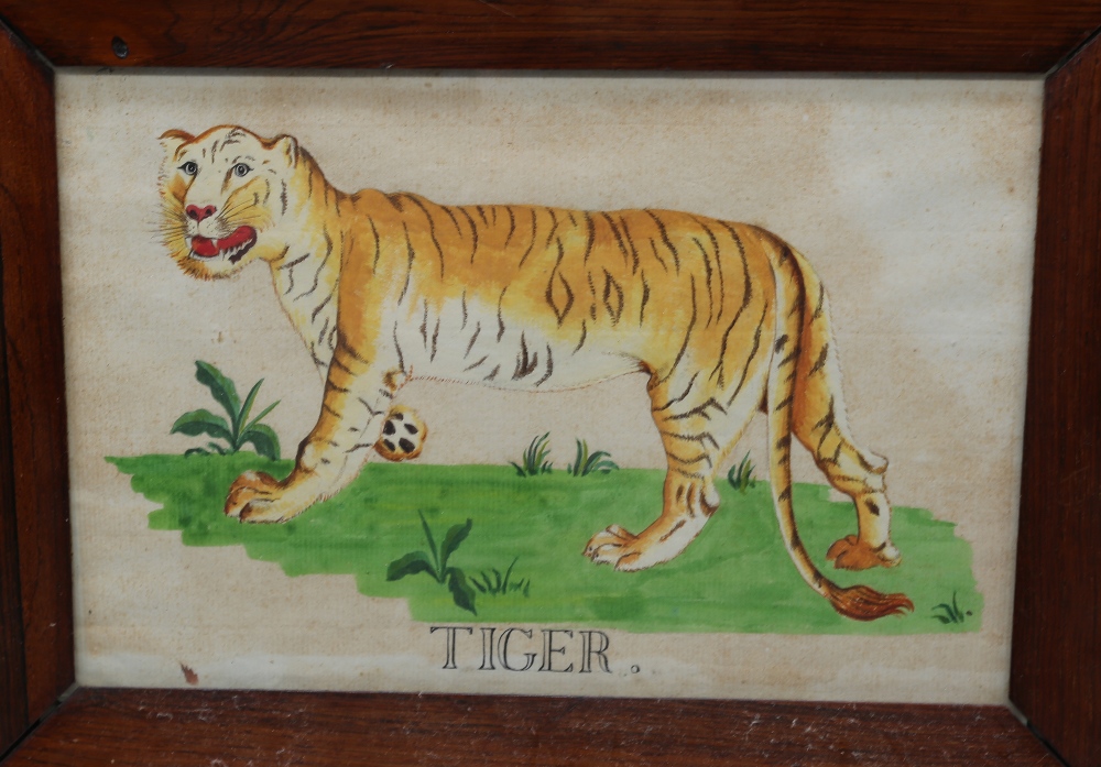 A 19th Century Folk Art watercolour and ink drawing of a Tiger, titled to lower section, 16 x - Image 2 of 3