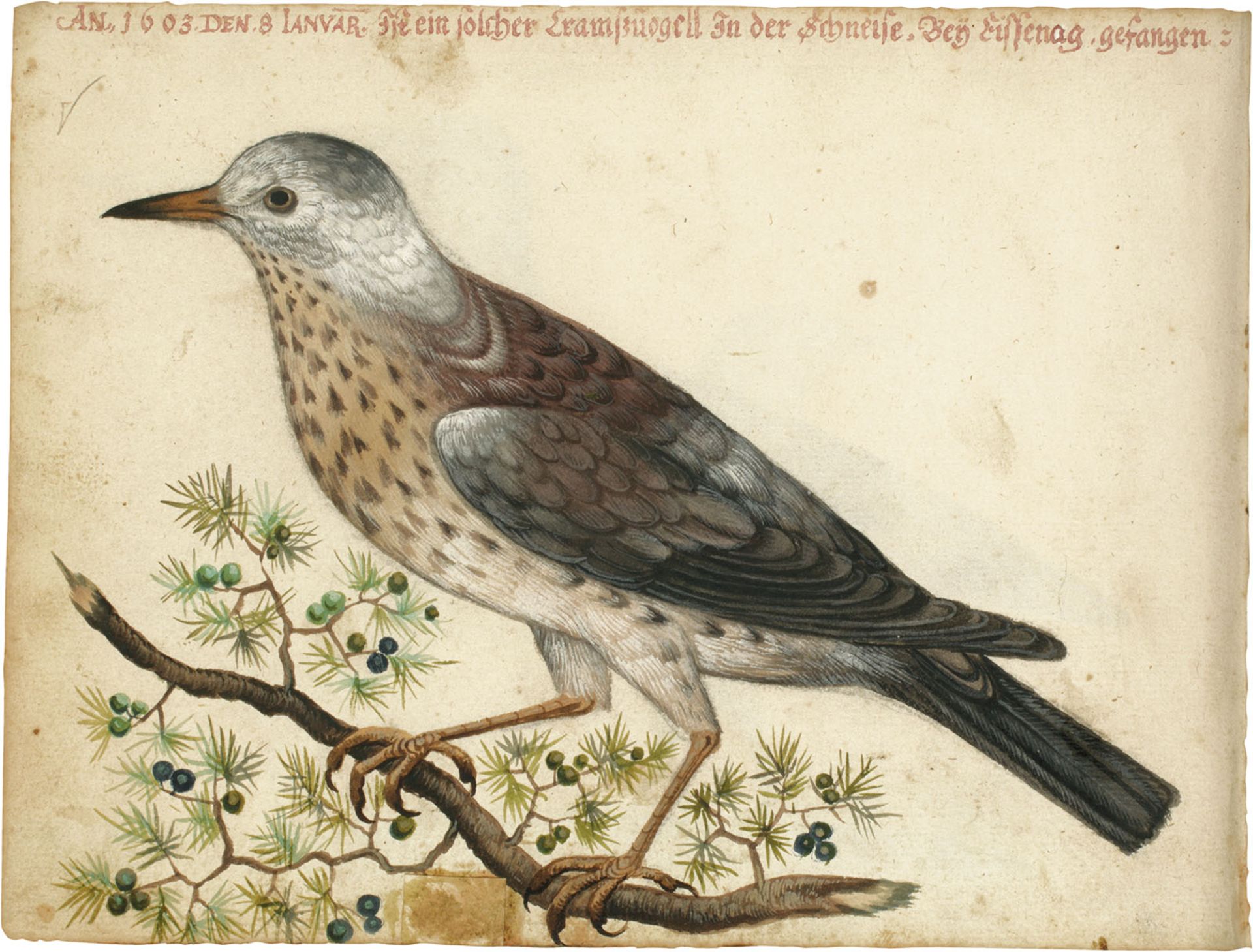 Vogelbuch. | Ca. 1615.