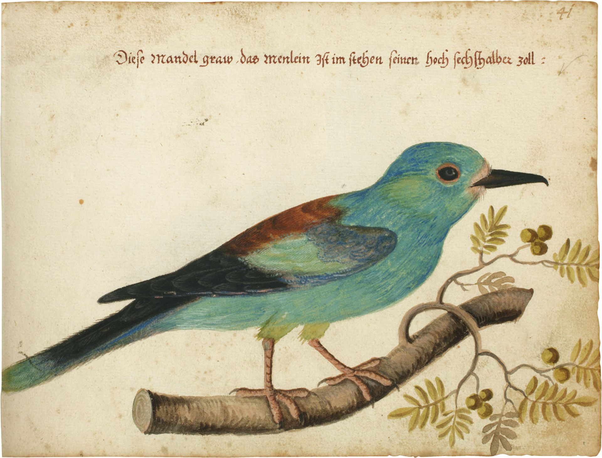 Vogelbuch. | Ca. 1615. - Bild 2 aus 5