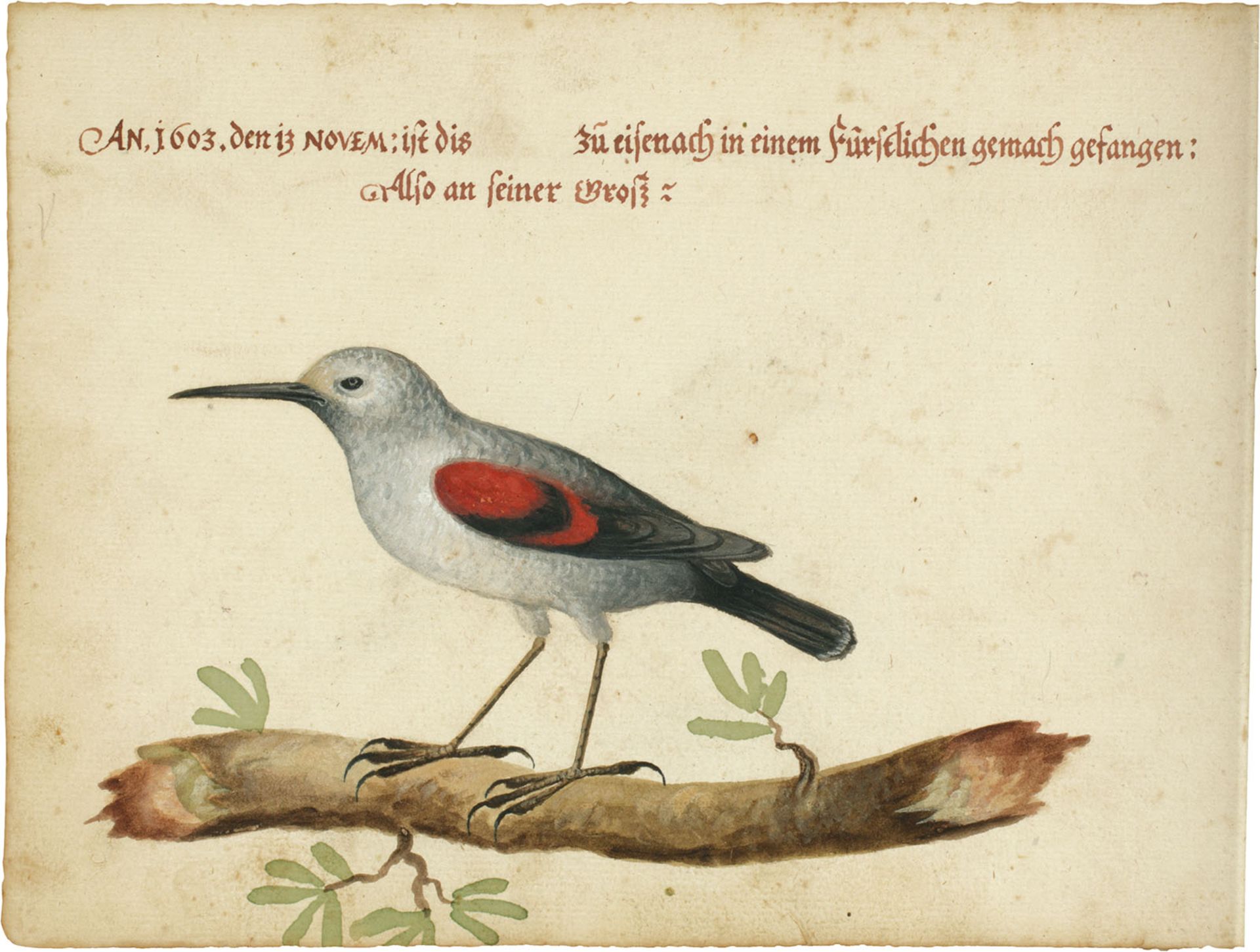 Vogelbuch. | Ca. 1615. - Bild 4 aus 5
