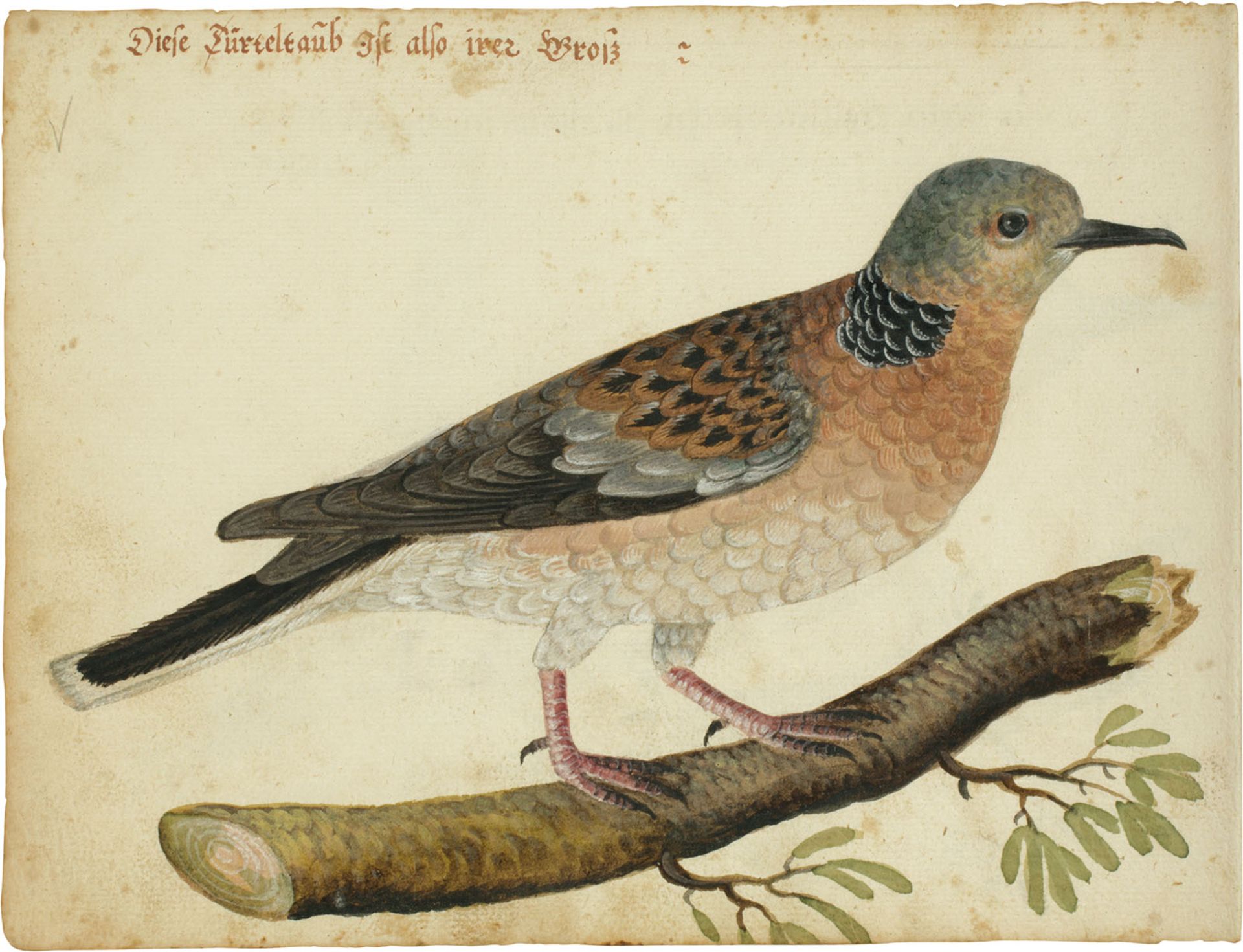 Vogelbuch. | Ca. 1615. - Bild 3 aus 5