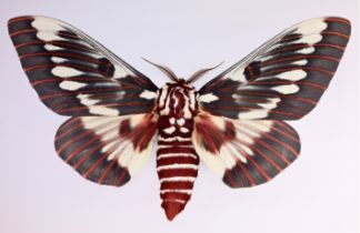 Dr. Joseph Scheer "Citheronia Splendens"