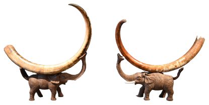 Pair of Monumental Woolly Mammoth Tusks on Stand