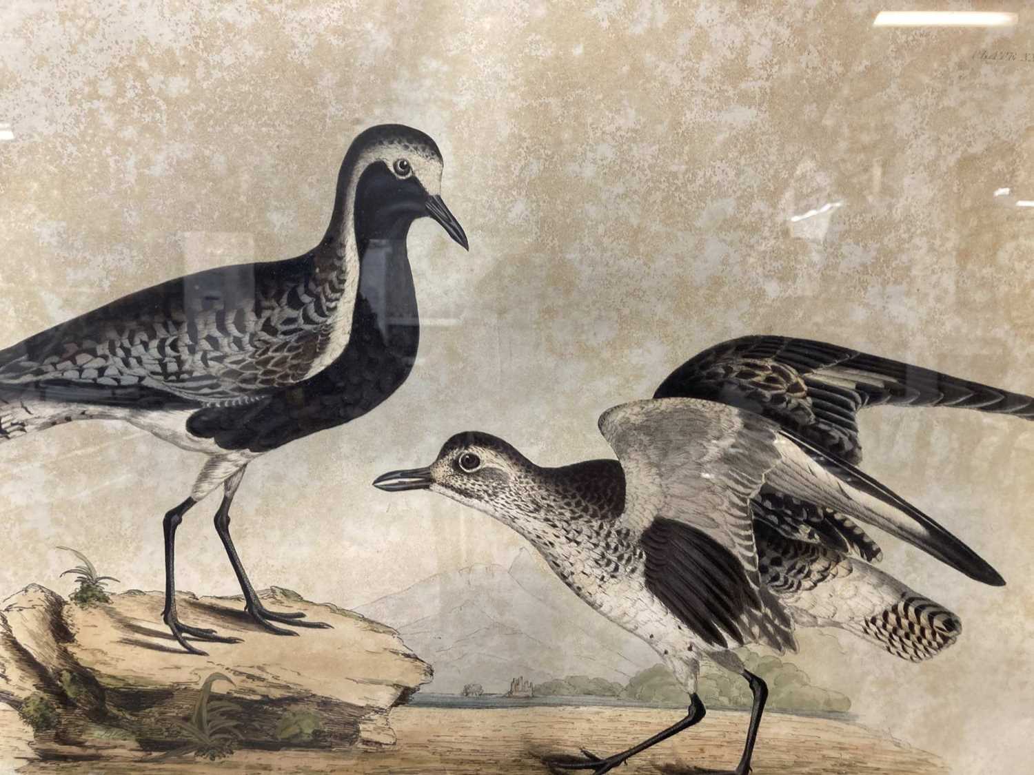 Simon Gudgeon (1958- ): / Etchings: - Image 5 of 6