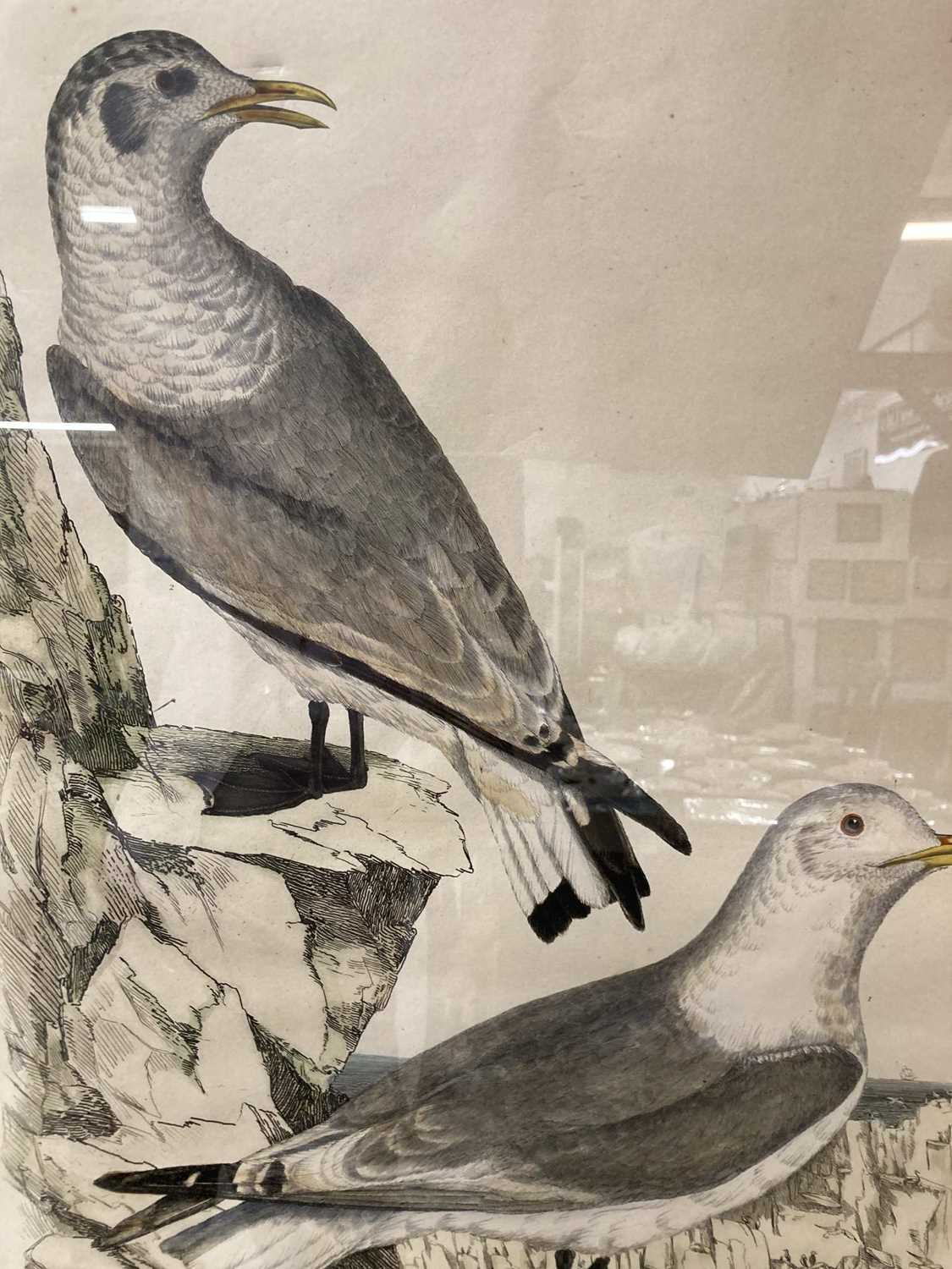 Simon Gudgeon (1958- ): / Etchings: - Image 2 of 6