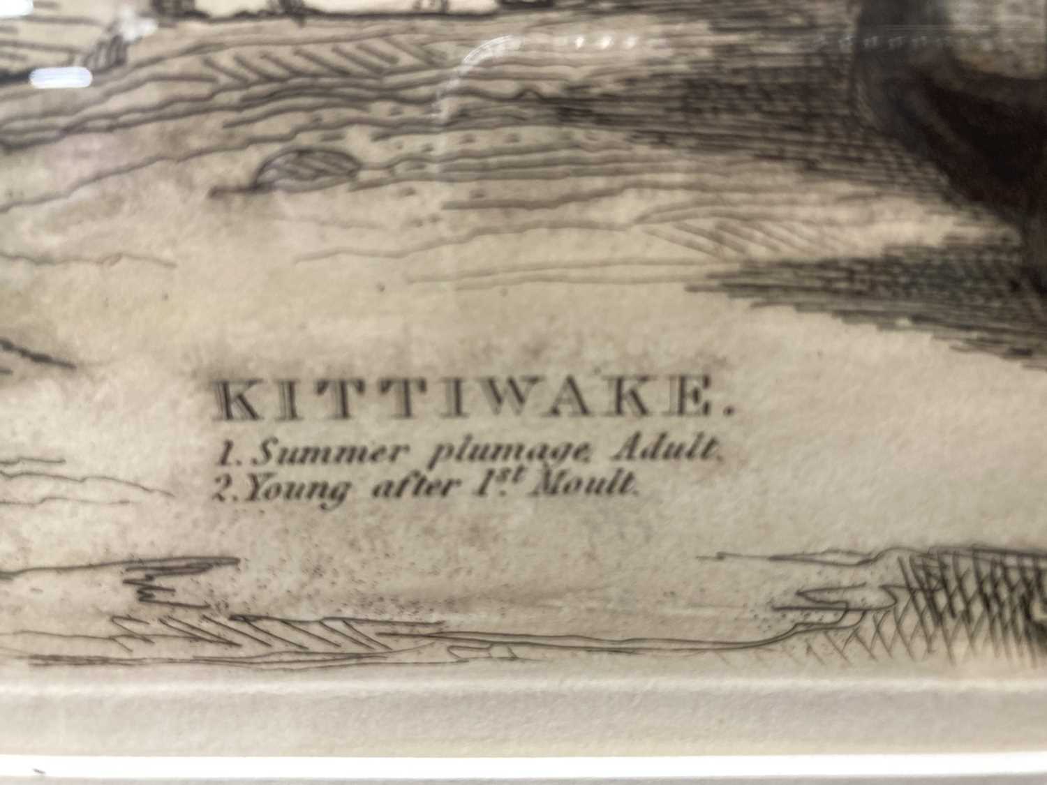 Simon Gudgeon (1958- ): / Etchings: - Image 3 of 6