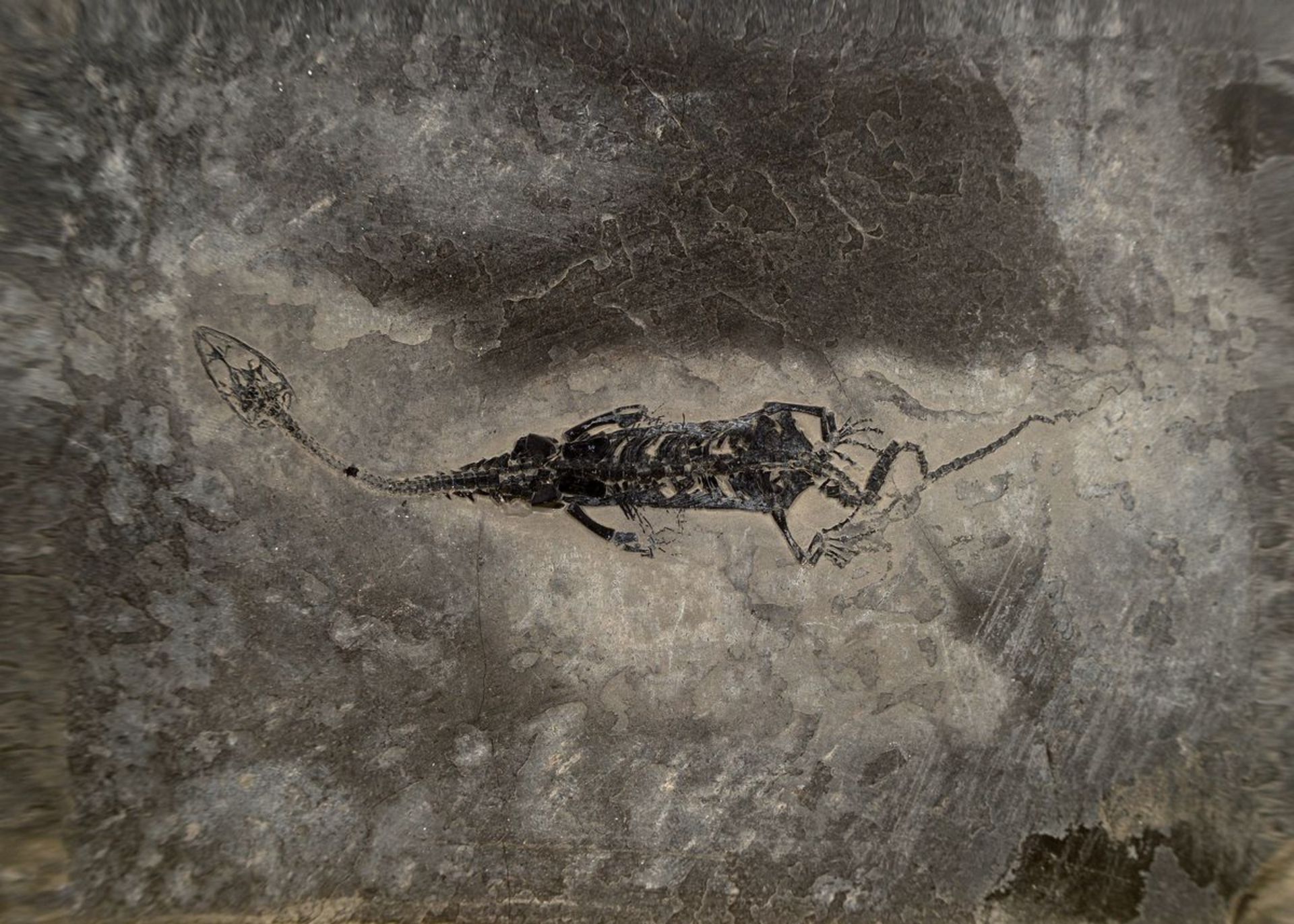Schwimmsaurier 'Keichousaurs Hui' (Nothosaurus),