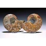 Paar Hälfte eines Ammoniten aus der Kreidezeit,