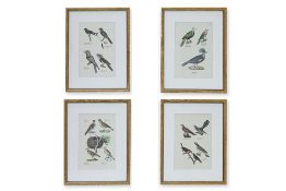 A SET OF FOUR ANTIQUE LITHOGRAPHS OF BIRDS