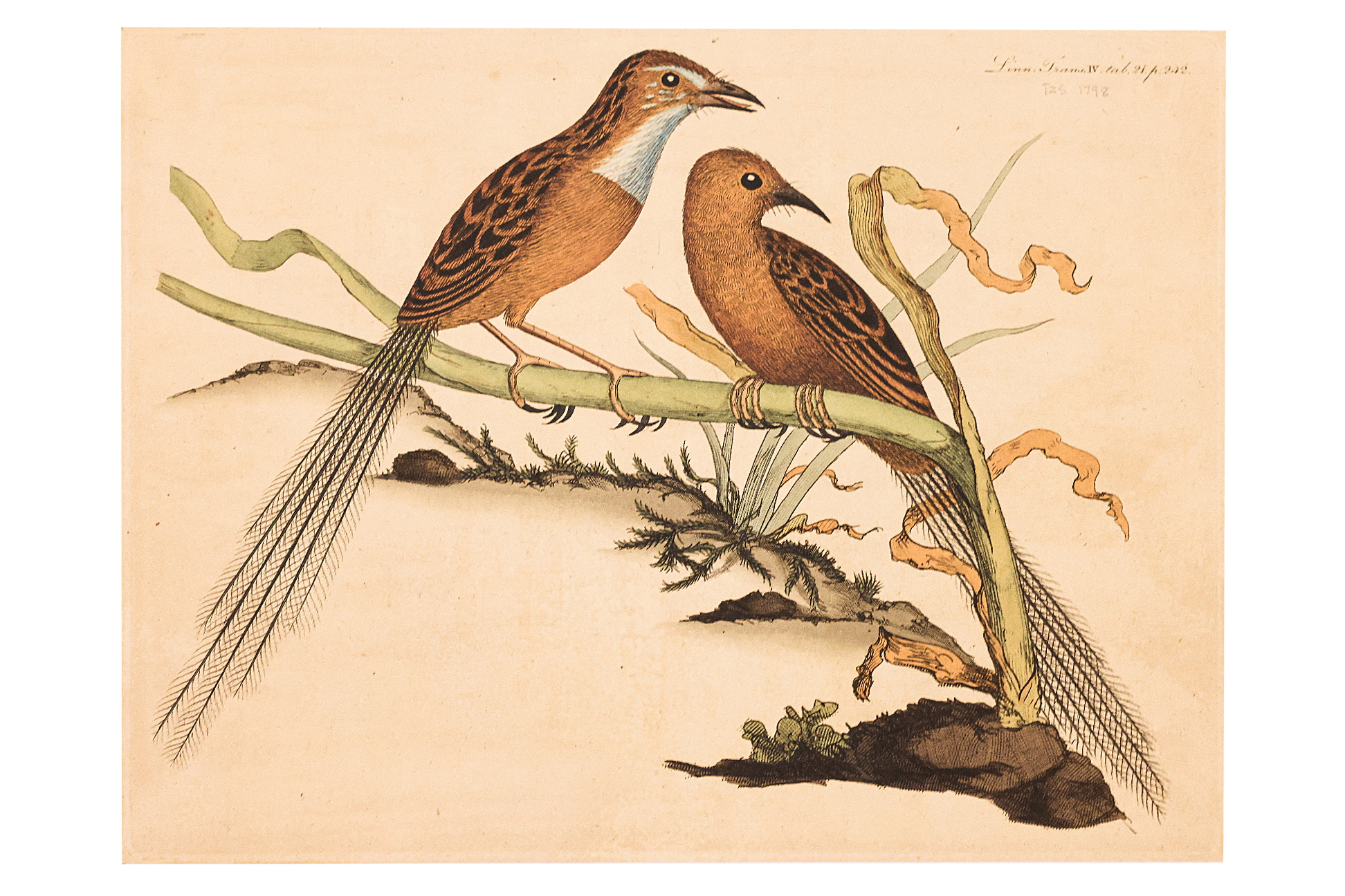 FREDERICK P. NODDER (1751-1800), FOUR PRINTS OF BIRDS - Image 2 of 12