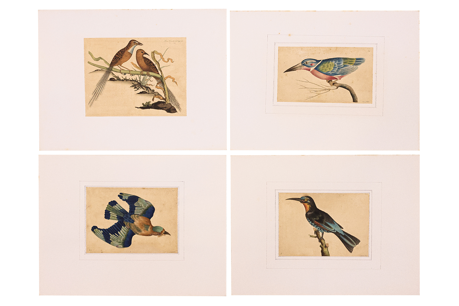 FREDERICK P. NODDER (1751-1800), FOUR PRINTS OF BIRDS