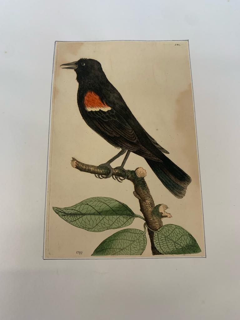 FREDERICK P. NODDER (1751-1800), FOUR PRINTS OF BIRDS - Image 4 of 20