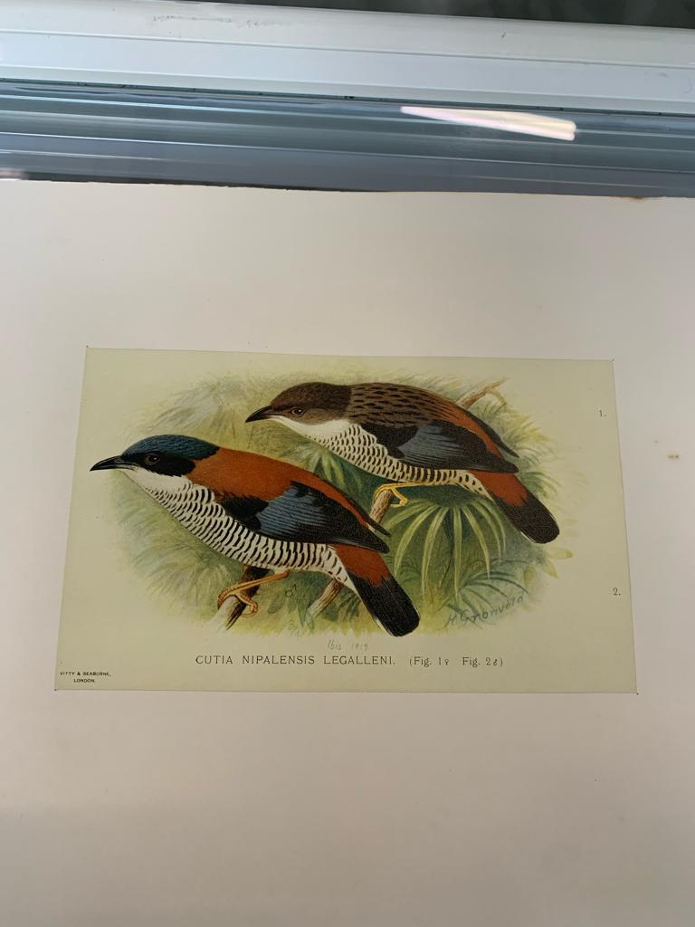 A GROUP OF SEVEN BIRD PRINTS - Image 5 of 16