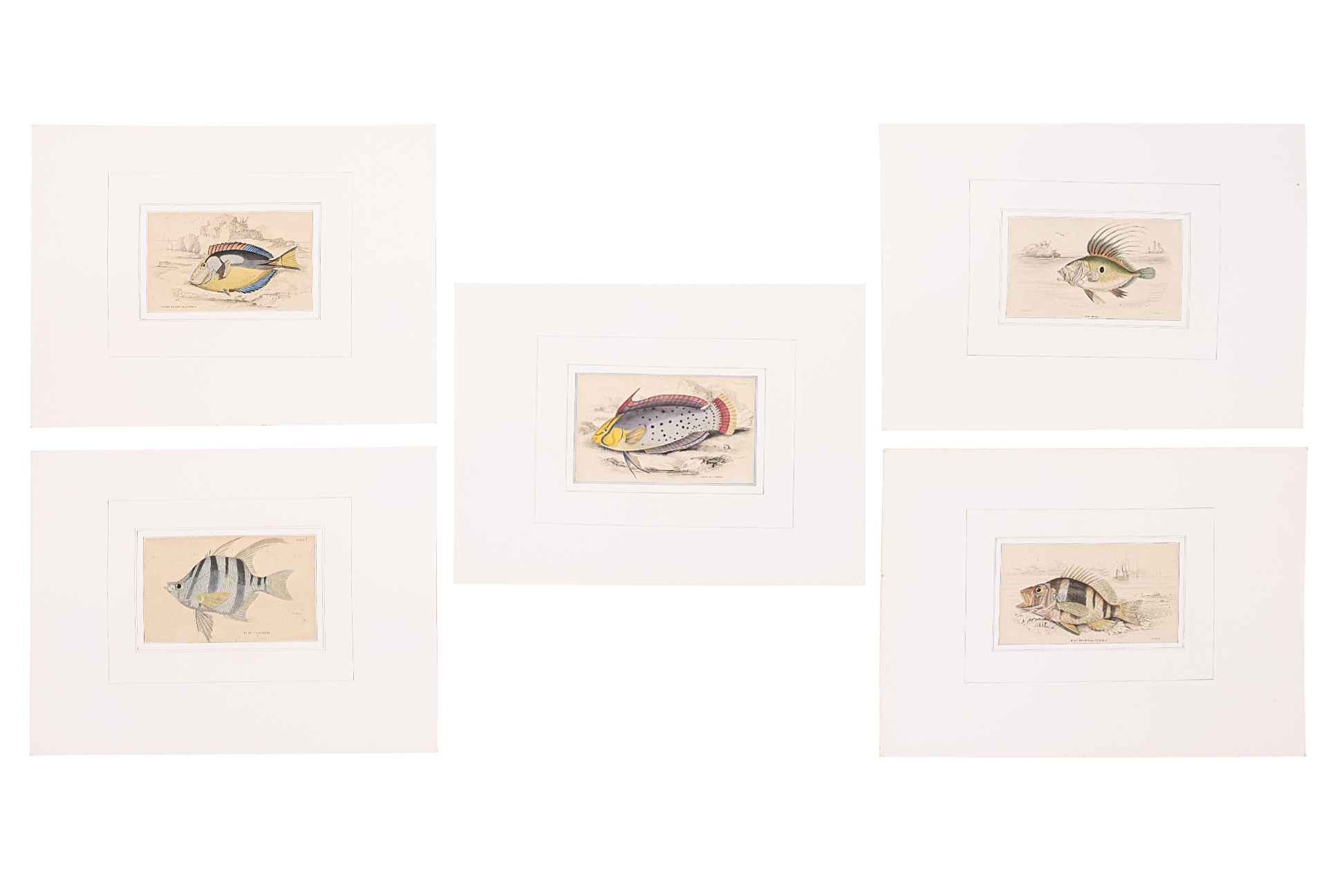 WILLIAM H. LIZARS (1788-1859), FIVE ENGRAVINGS OF FISH - Image 2 of 3