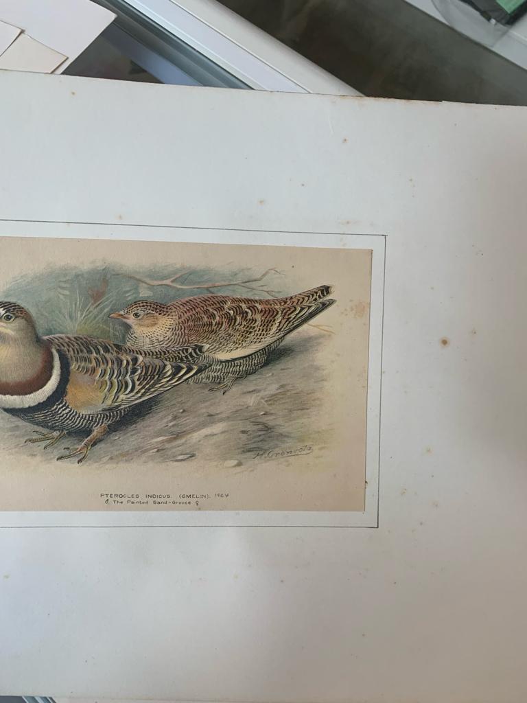 A GROUP OF SEVEN BIRD PRINTS - Image 7 of 16