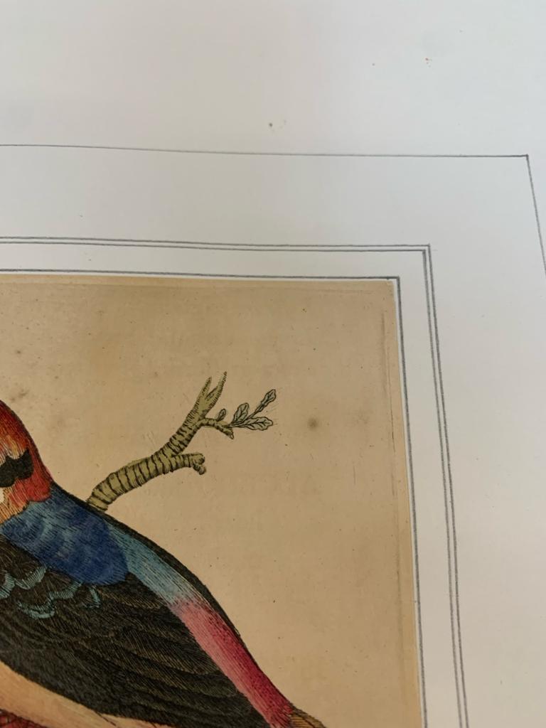 FREDERICK P. NODDER (1751-1800), FOUR PRINTS OF BIRDS - Image 10 of 20