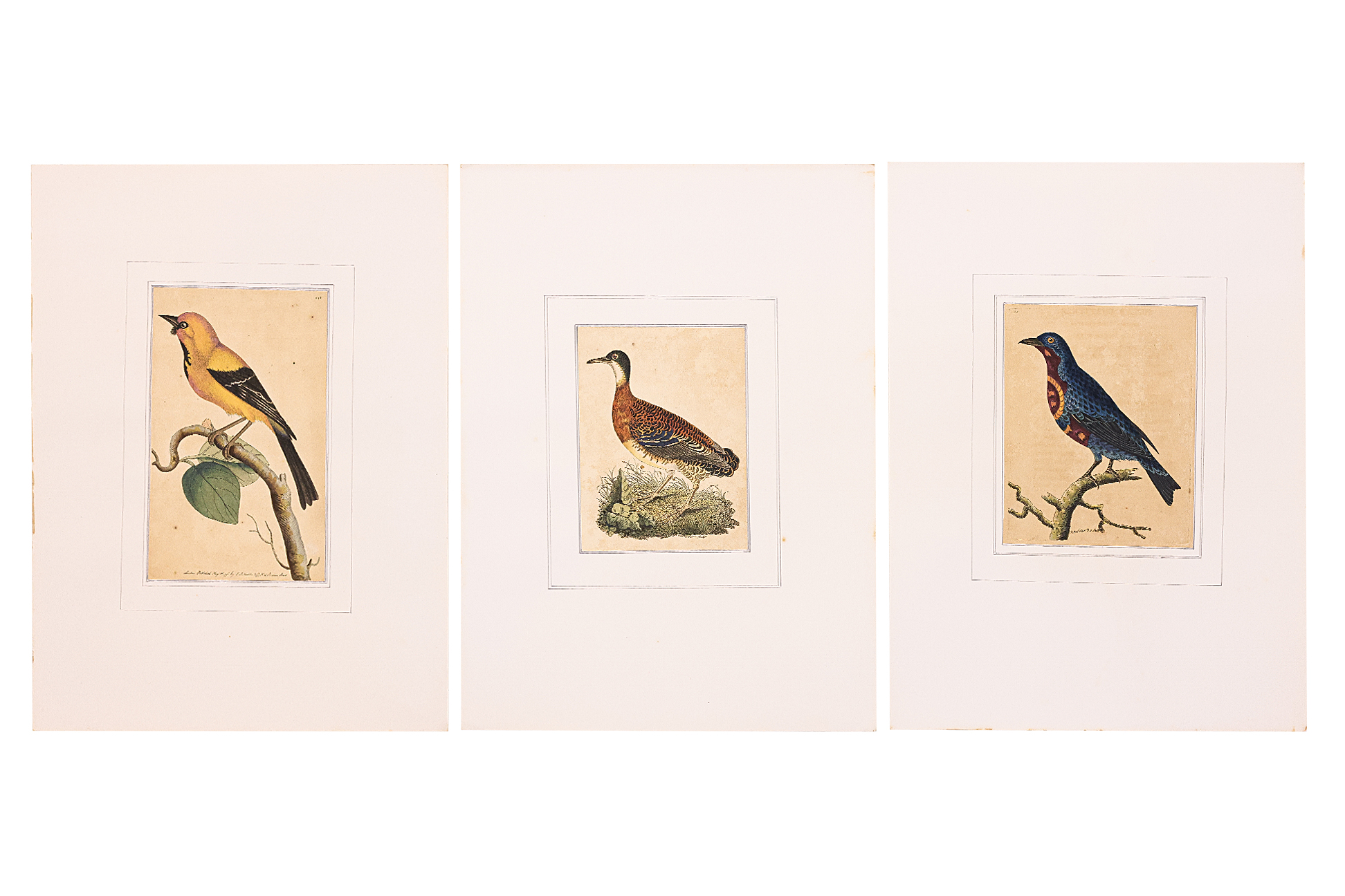 FREDERICK P. NODDER (1751-1800), THREE PRINTS OF BIRDS - Image 3 of 12