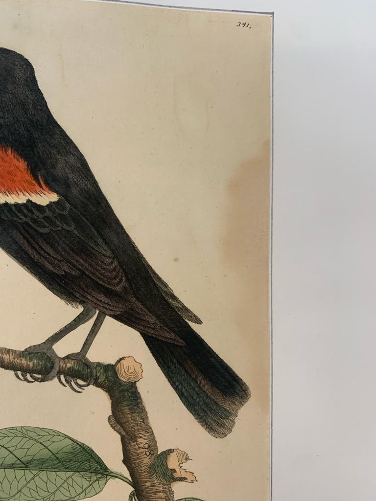 FREDERICK P. NODDER (1751-1800), FOUR PRINTS OF BIRDS - Image 17 of 20
