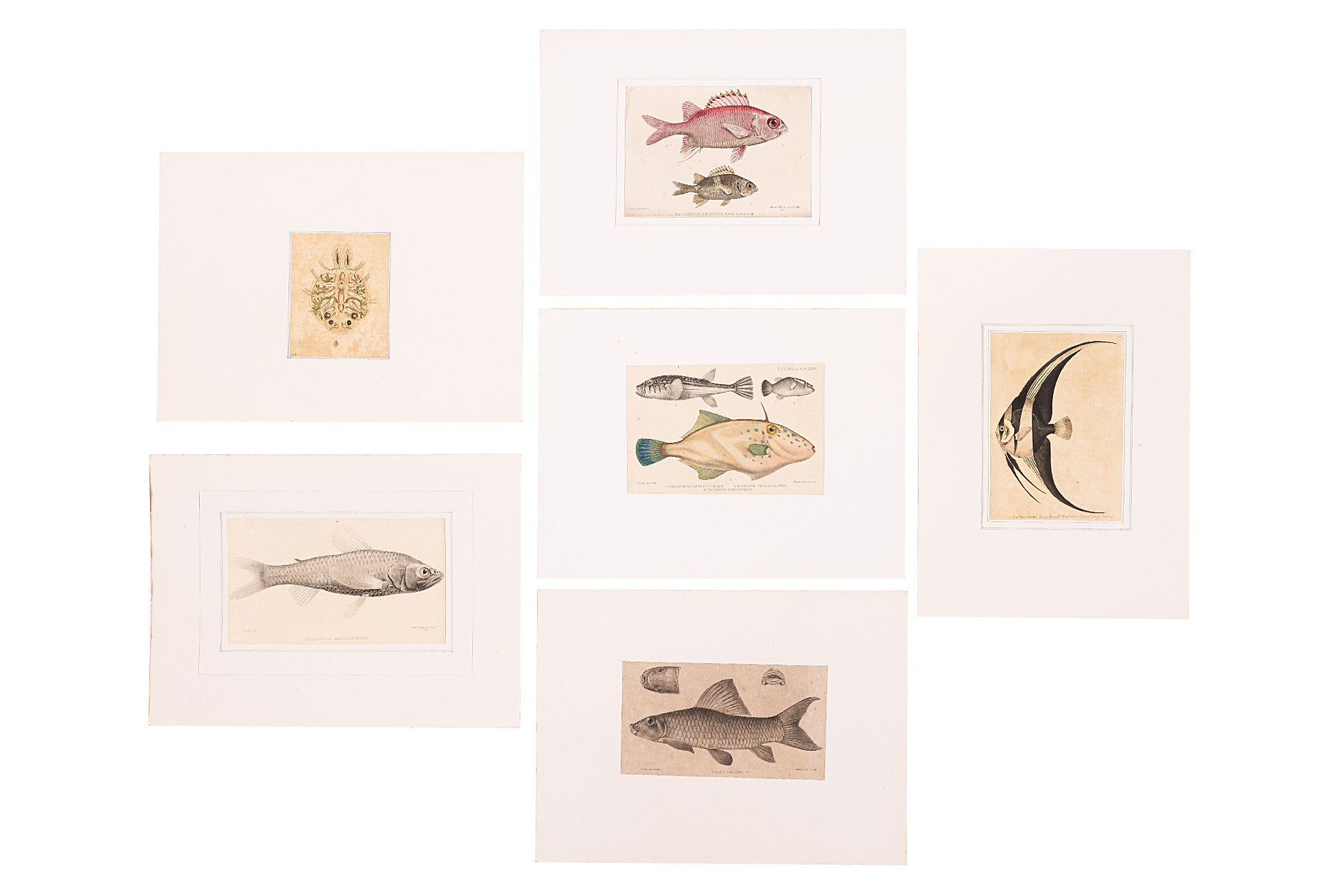 A GROUP OF SEVEN FISH AND OTHER PRINTS - Image 3 of 3