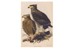 JOHN GERRARD KEULEMANS (1842-1912), EIGHT PRINTS OF BIRDS