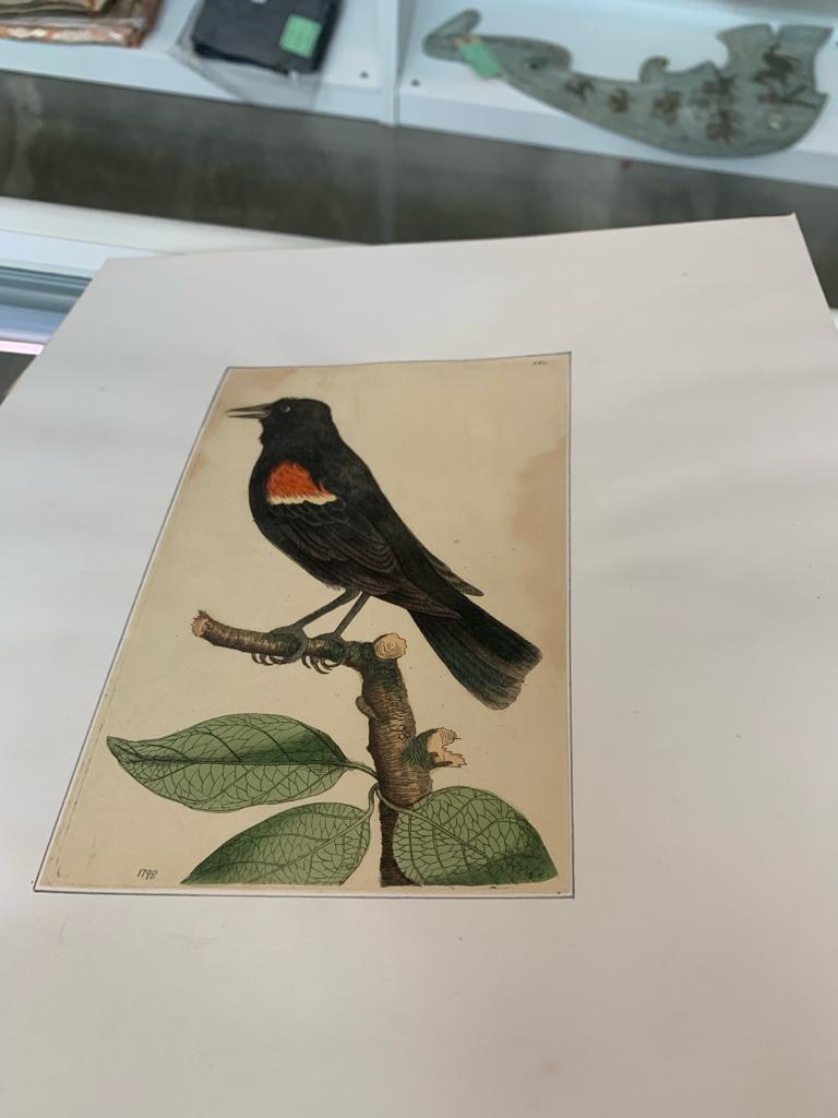 FREDERICK P. NODDER (1751-1800), FOUR PRINTS OF BIRDS - Image 16 of 20