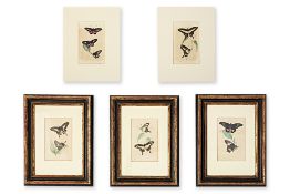 FIVE LITHOGRAPHS WITH BUTTERFLIES