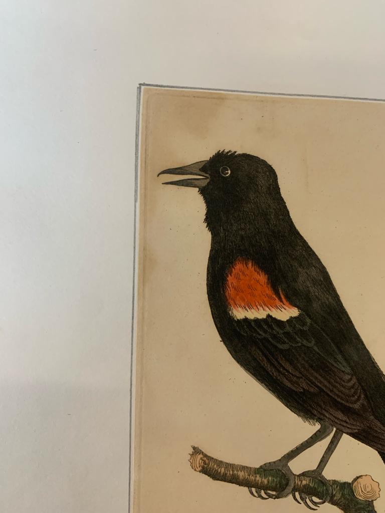 FREDERICK P. NODDER (1751-1800), FOUR PRINTS OF BIRDS - Image 18 of 20