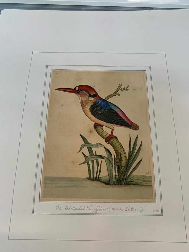 FREDERICK P. NODDER (1751-1800), FOUR PRINTS OF BIRDS - Image 7 of 20