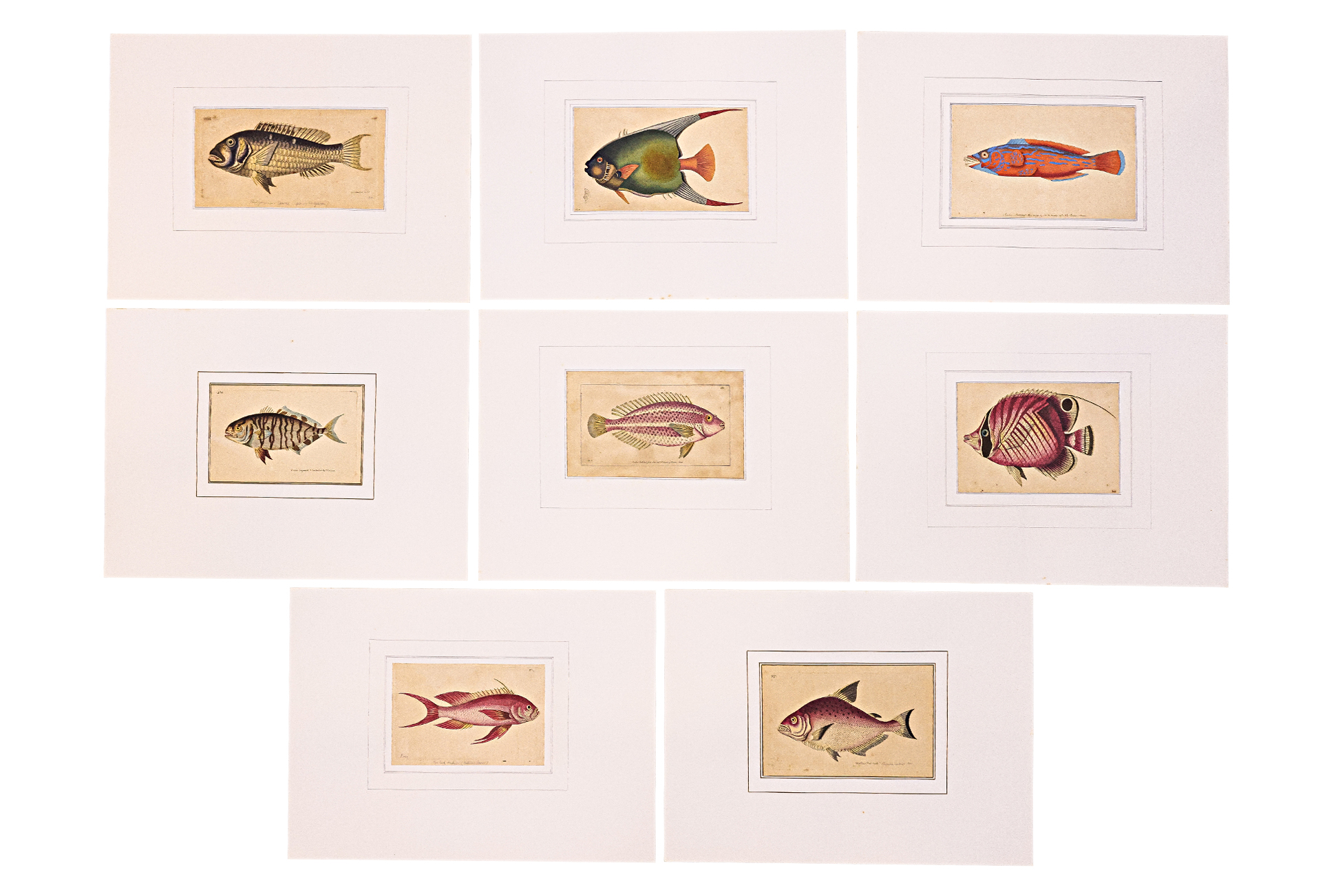 FREDERICK P. NODDER (1751-1800), EIGHT PRINTS OF FISH - Image 2 of 3