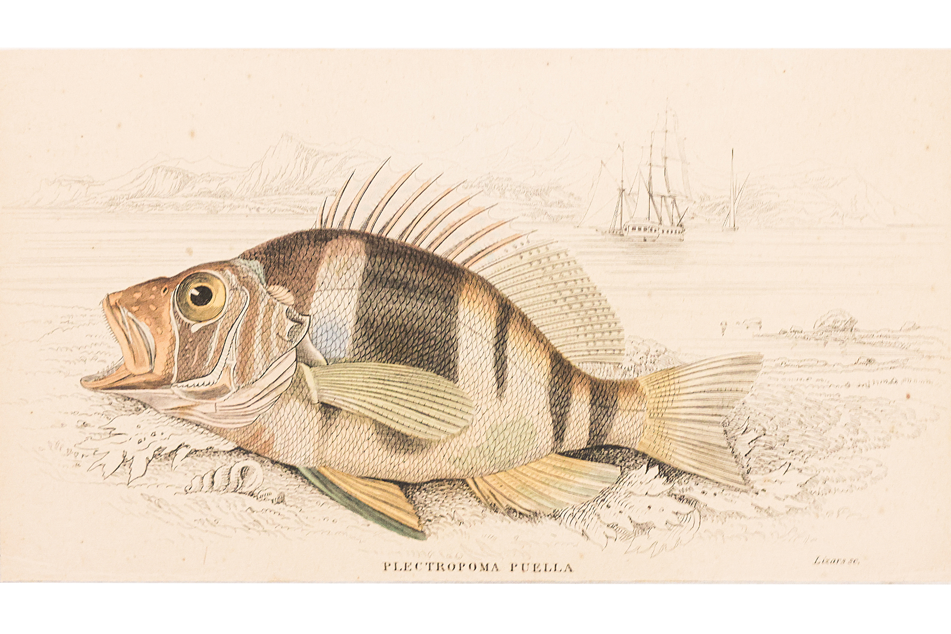 WILLIAM H. LIZARS (1788-1859), FIVE ENGRAVINGS OF FISH - Image 3 of 3