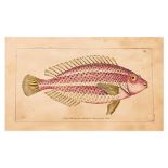 FREDERICK P. NODDER (1751-1800), EIGHT PRINTS OF FISH