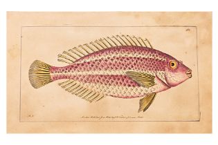 FREDERICK P. NODDER (1751-1800), EIGHT PRINTS OF FISH