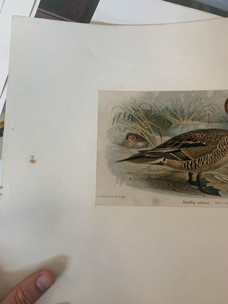 A GROUP OF SEVEN BIRD PRINTS - Image 9 of 16