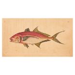 FREDERICK P. NODDER (1751-1800), SIX PRINTS OF FISH