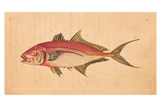 FREDERICK P. NODDER (1751-1800), SIX PRINTS OF FISH