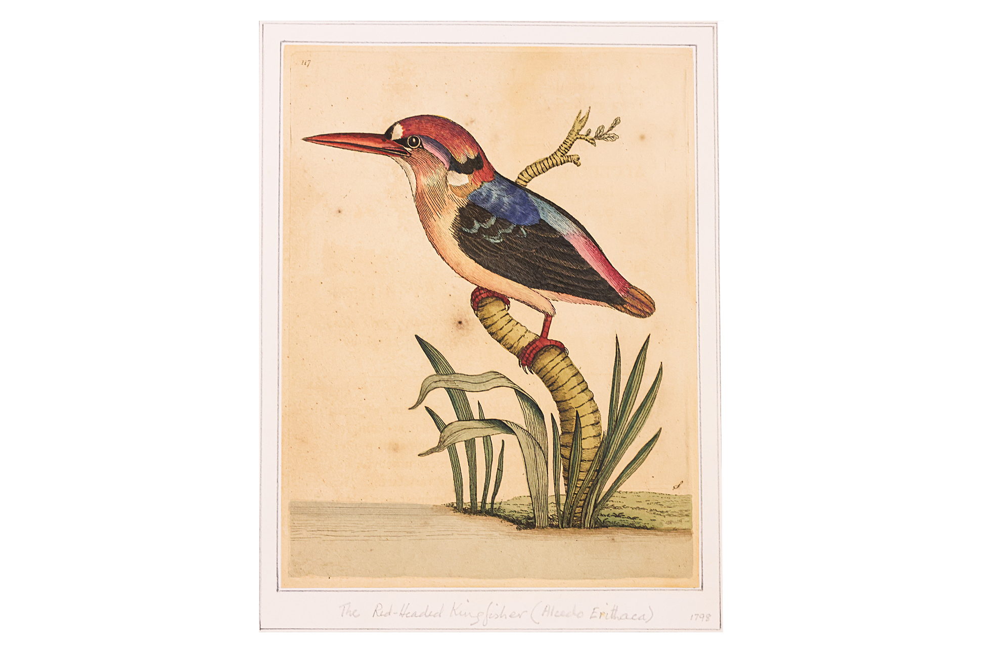 FREDERICK P. NODDER (1751-1800), FOUR PRINTS OF BIRDS