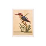 FREDERICK P. NODDER (1751-1800), FOUR PRINTS OF BIRDS