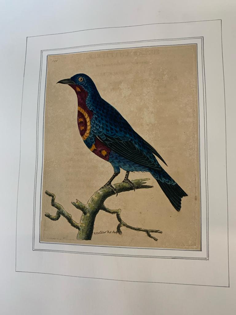 FREDERICK P. NODDER (1751-1800), THREE PRINTS OF BIRDS - Image 5 of 12