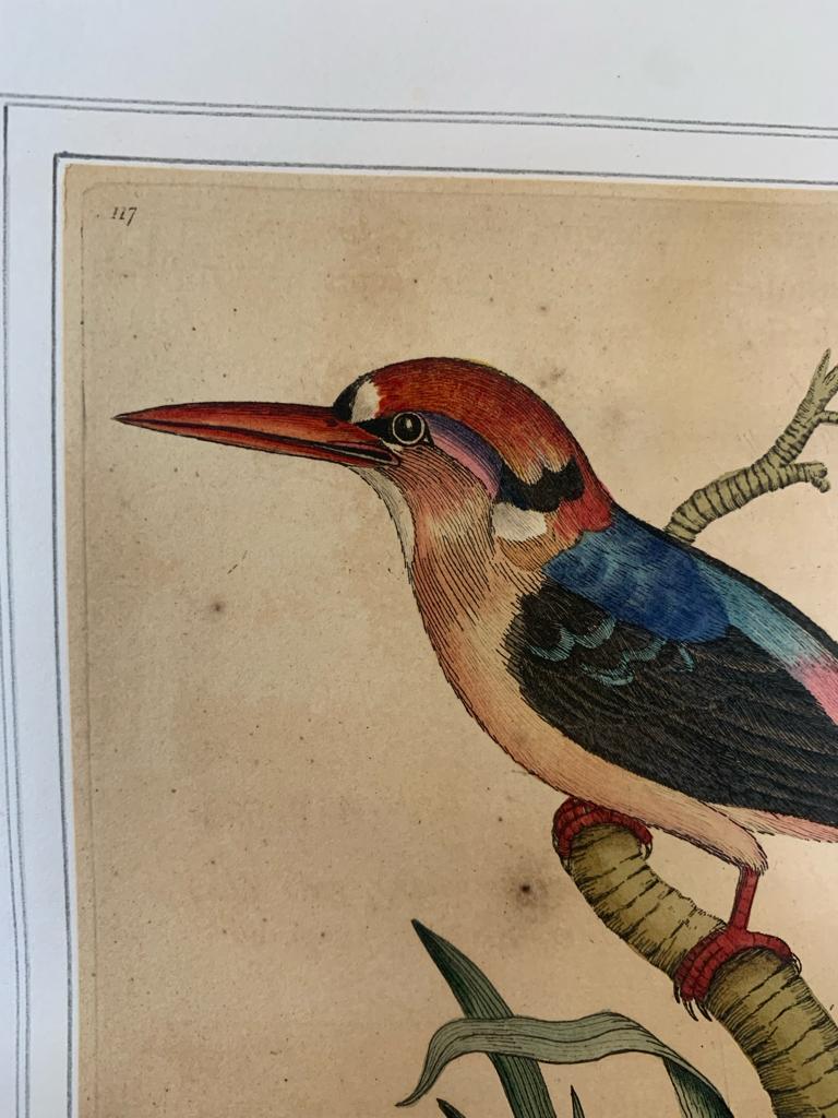 FREDERICK P. NODDER (1751-1800), FOUR PRINTS OF BIRDS - Image 8 of 20