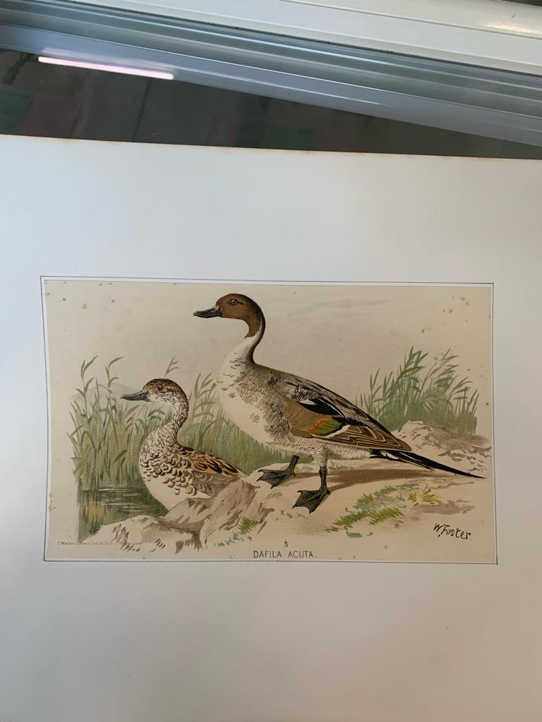 A GROUP OF SEVEN BIRD PRINTS - Image 11 of 16