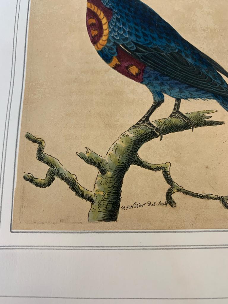 FREDERICK P. NODDER (1751-1800), THREE PRINTS OF BIRDS - Image 8 of 12