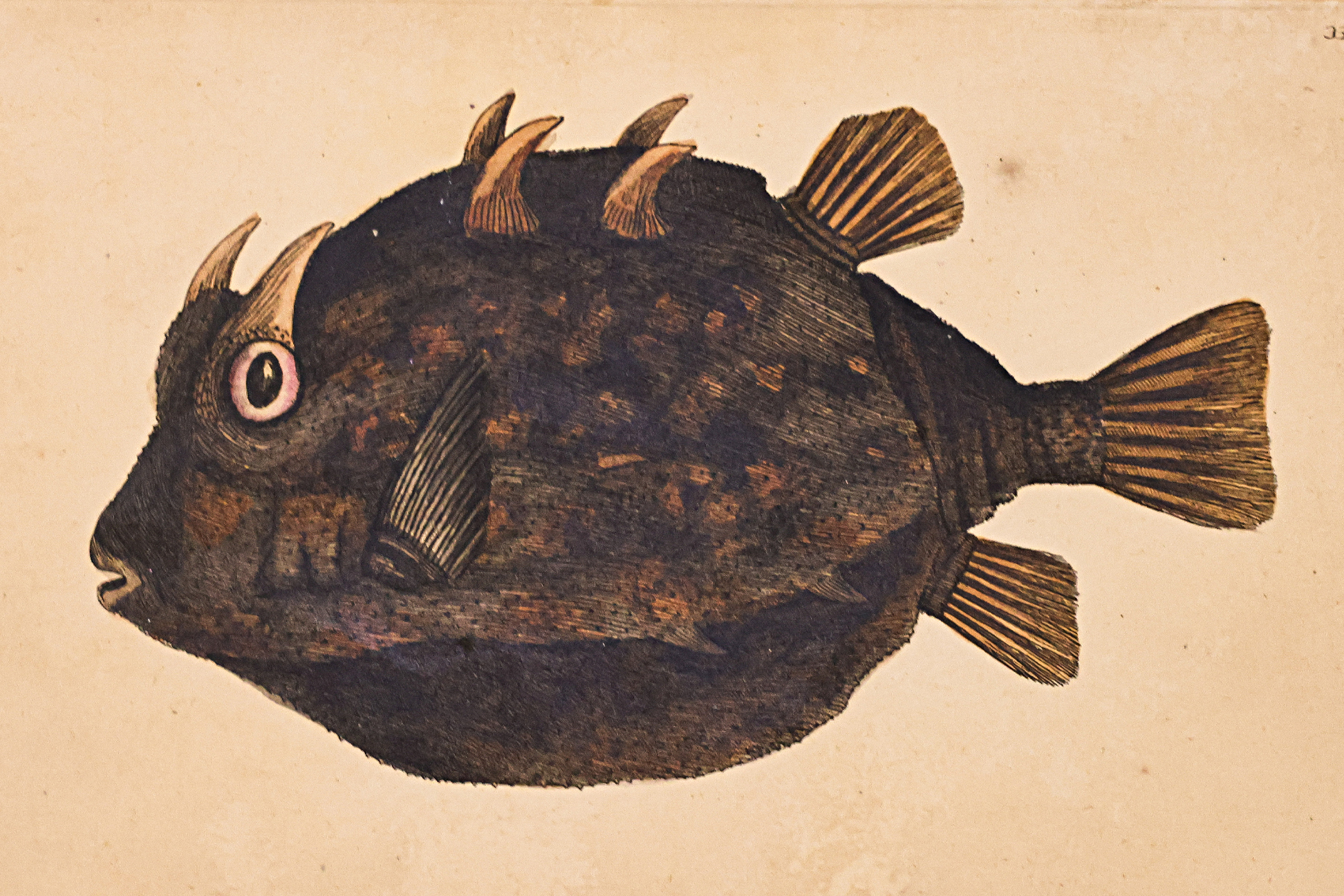 FREDERICK P. NODDER (1751-1800), SIX PRINTS OF FISH - Image 3 of 3