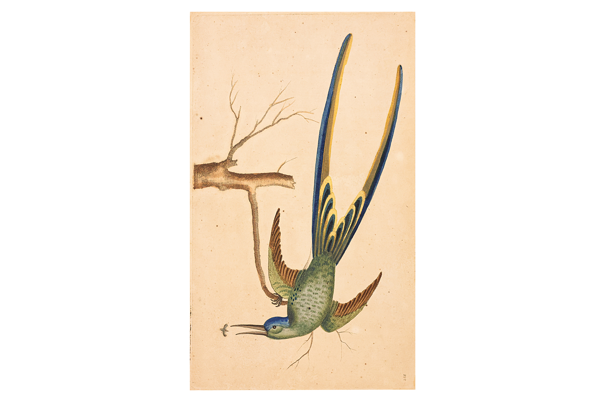 FREDERICK P. NODDER (1751-1800), FOUR PRINTS OF BIRDS - Image 2 of 20