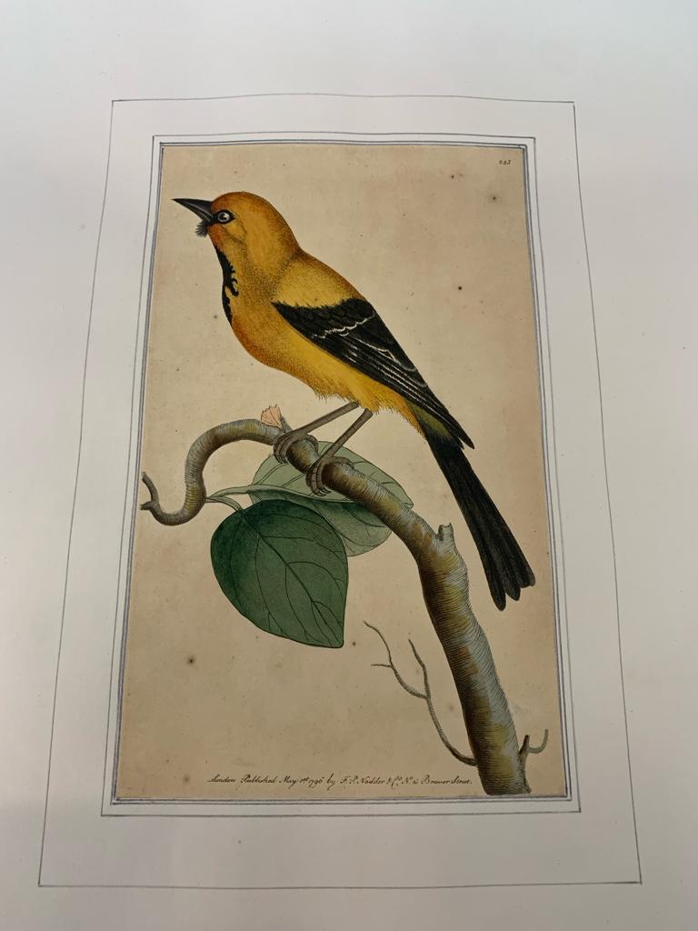 FREDERICK P. NODDER (1751-1800), THREE PRINTS OF BIRDS - Image 4 of 12