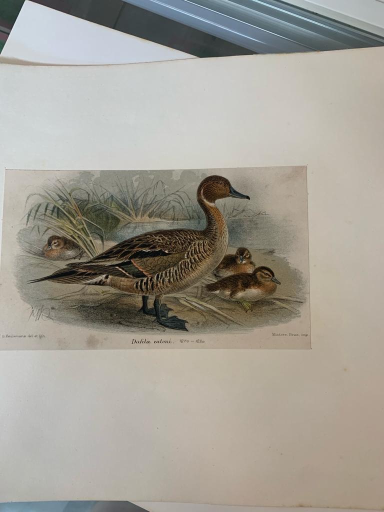 A GROUP OF SEVEN BIRD PRINTS - Image 10 of 16