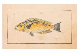 FREDERICK P. NODDER (1751-1800), SIX PRINTS OF FISH