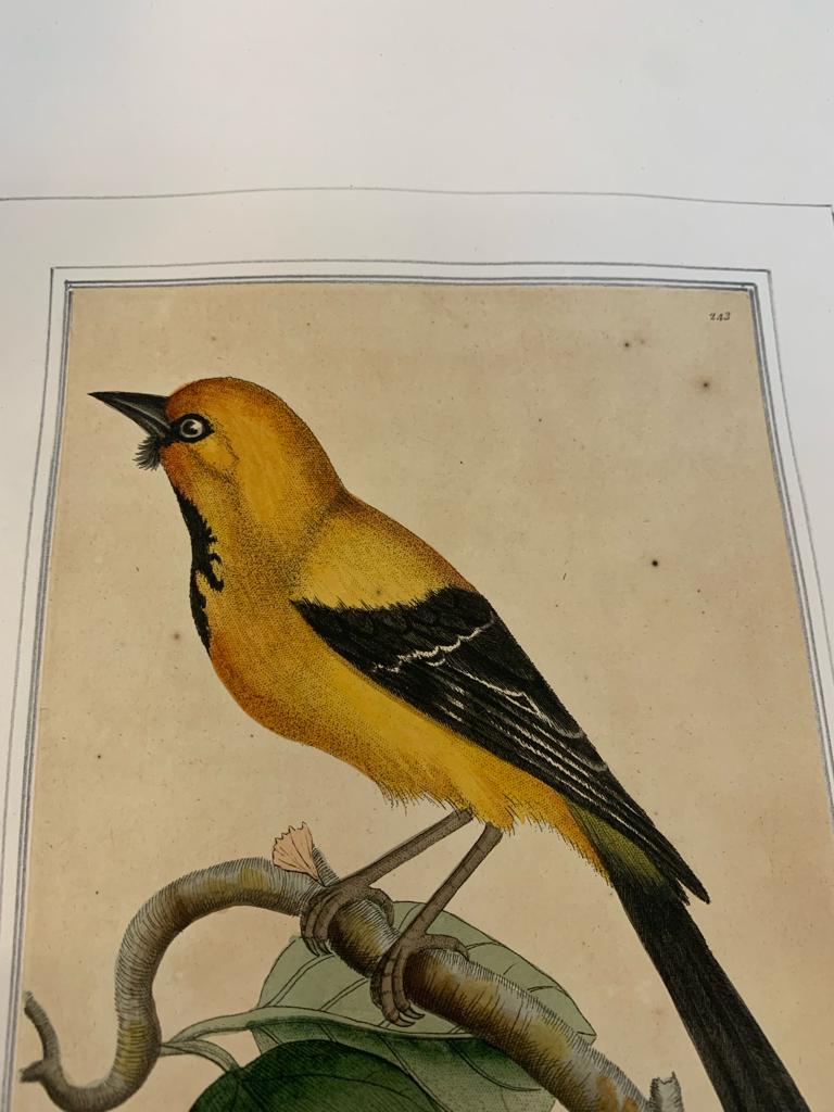 FREDERICK P. NODDER (1751-1800), THREE PRINTS OF BIRDS - Image 10 of 12