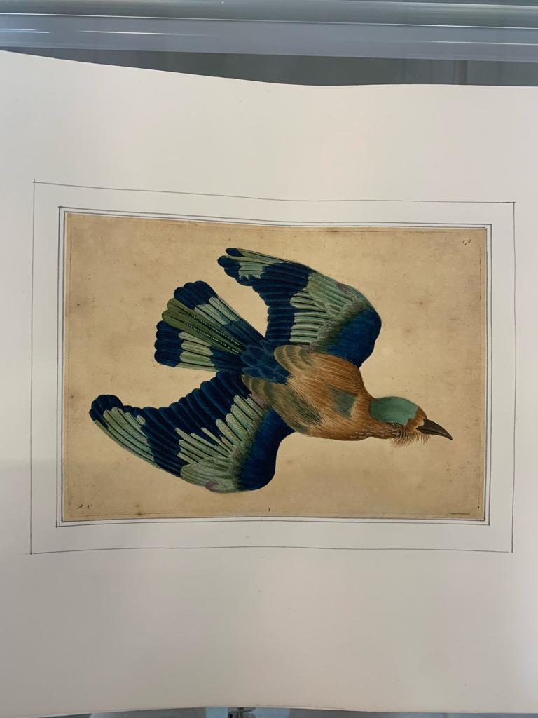 FREDERICK P. NODDER (1751-1800), FOUR PRINTS OF BIRDS - Image 6 of 12