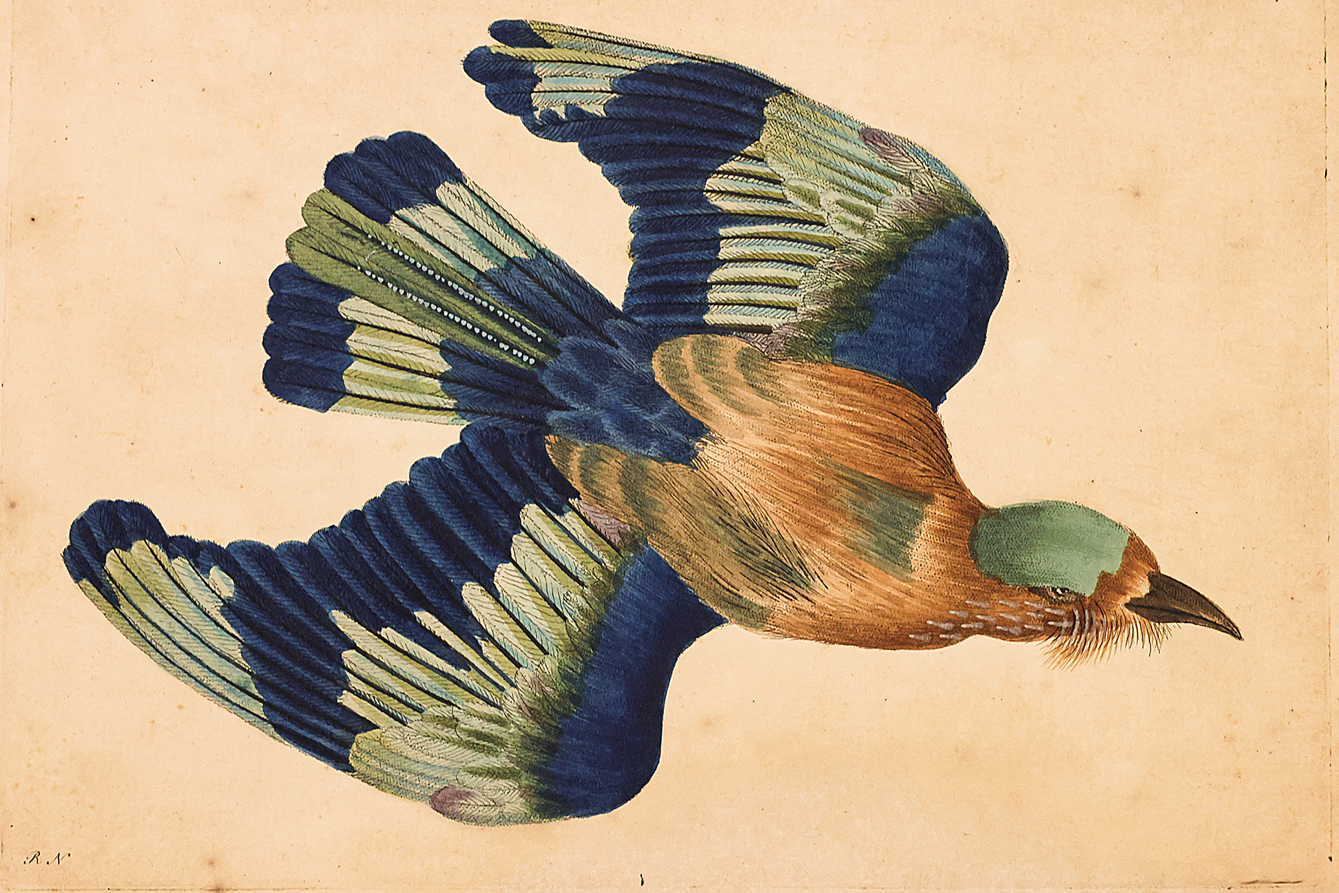 FREDERICK P. NODDER (1751-1800), FOUR PRINTS OF BIRDS - Image 3 of 12