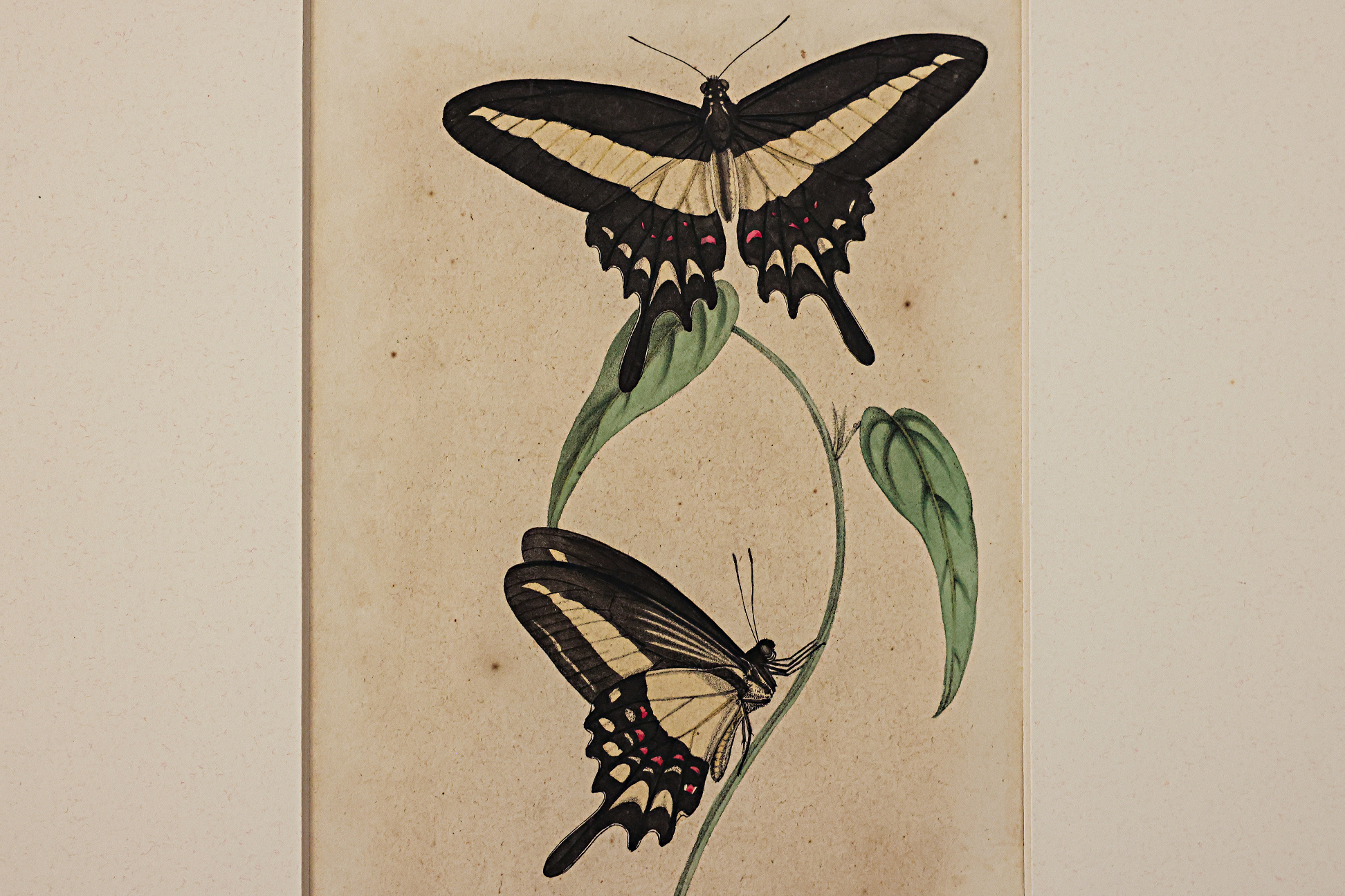 FIVE LITHOGRAPHS WITH BUTTERFLIES - Image 2 of 2